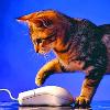 Web'de kedi fare oynuyoruz